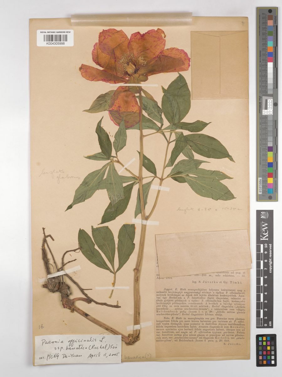 Paeonia officinalis subsp. banatica photograph 6