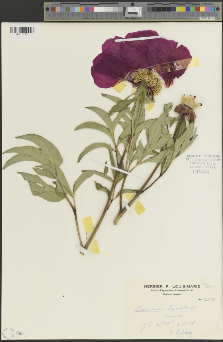 Paeonia officinalis subsp. banatica