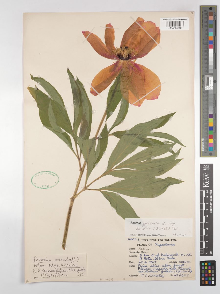 Paeonia officinalis subsp. banatica photograph 2