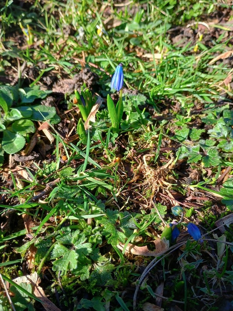 Scilla siberica photograph 2