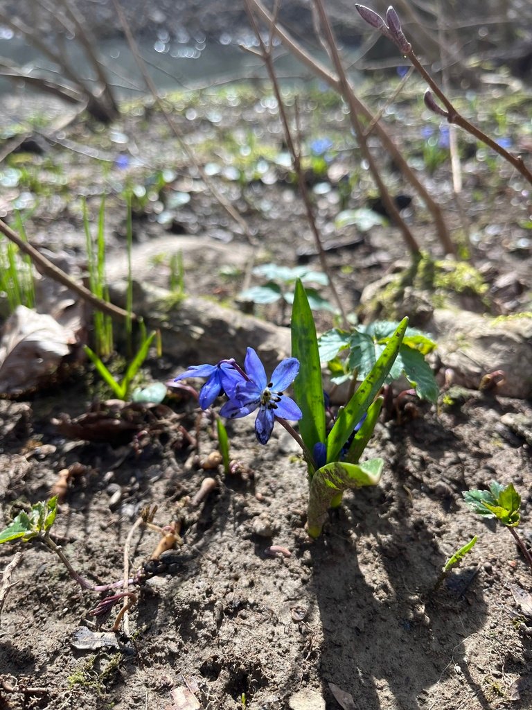 Scilla siberica photograph 6