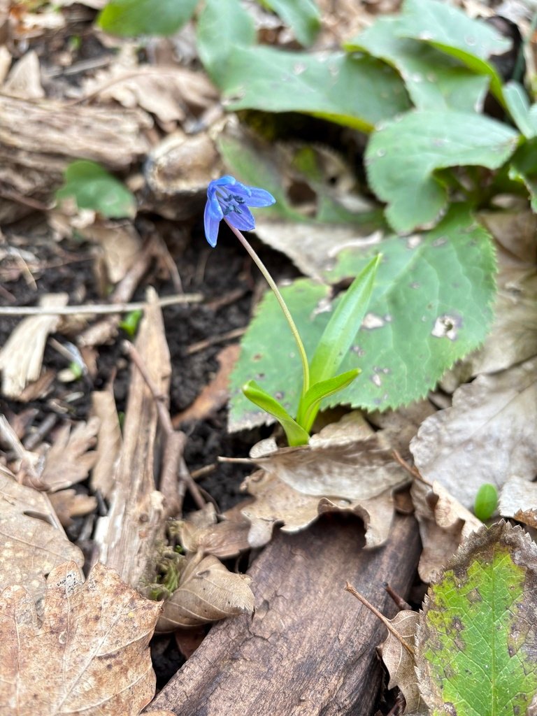 Scilla siberica photograph 3