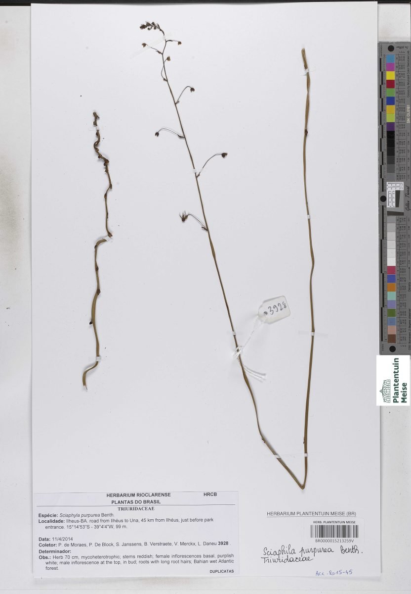 Sciaphila purpurea photograph 2