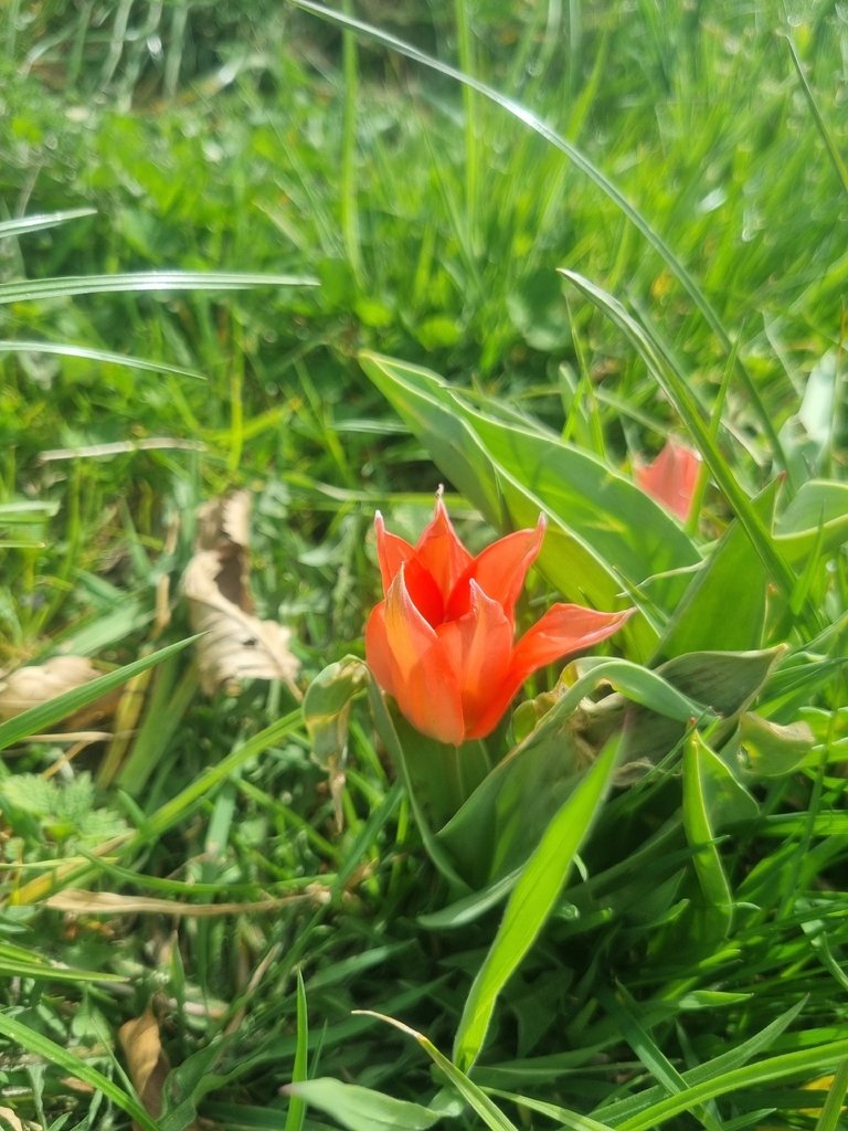 Tulipa gesneriana photograph 3