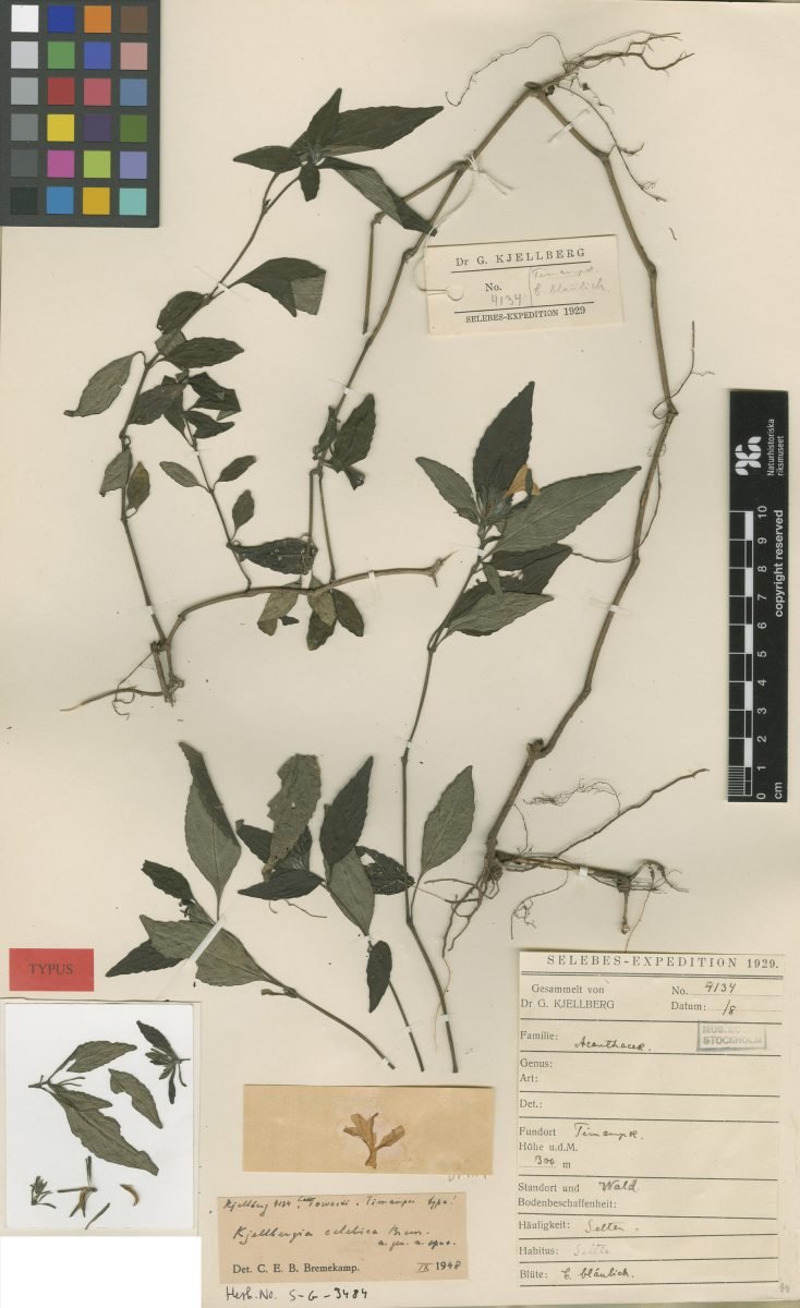Strobilanthes kjellbergii