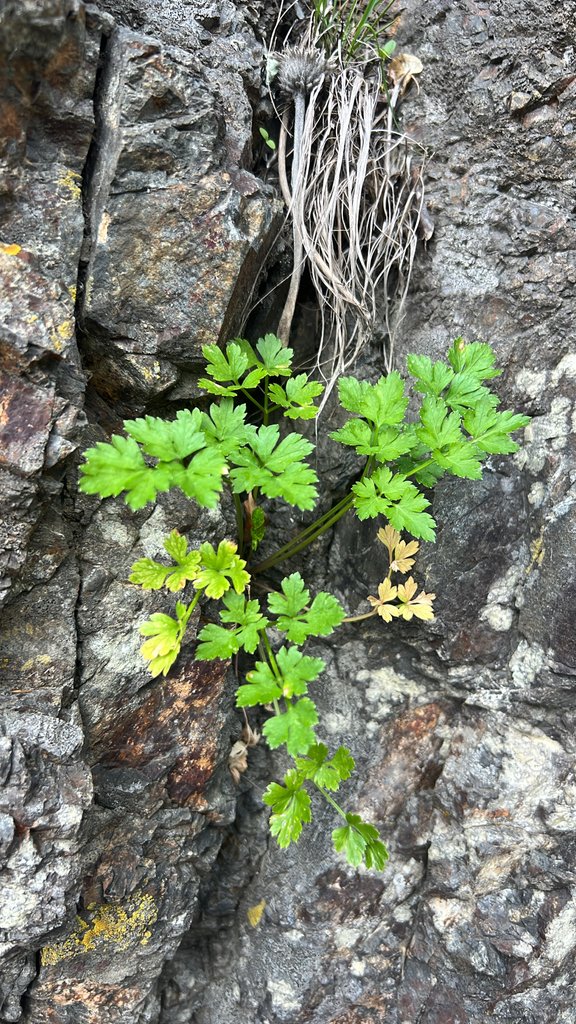 Petroselinum crispum photograph 3