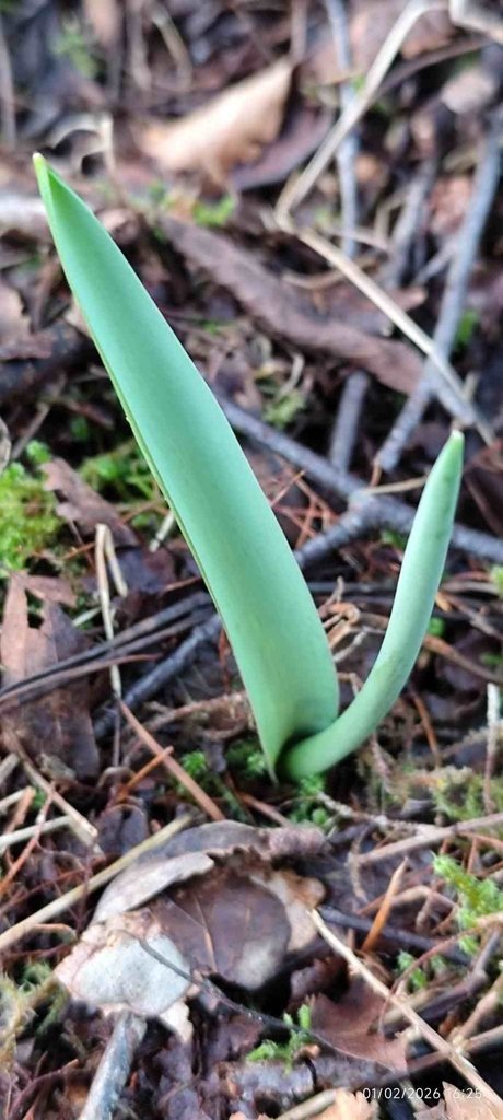 Tulipa sylvestris photograph 2
