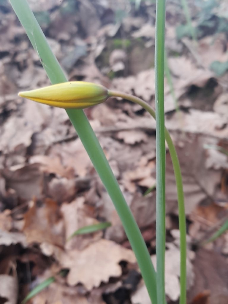 Tulipa sylvestris photograph 4