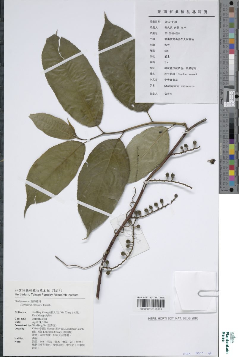 Stachyurus chinensis photograph 4