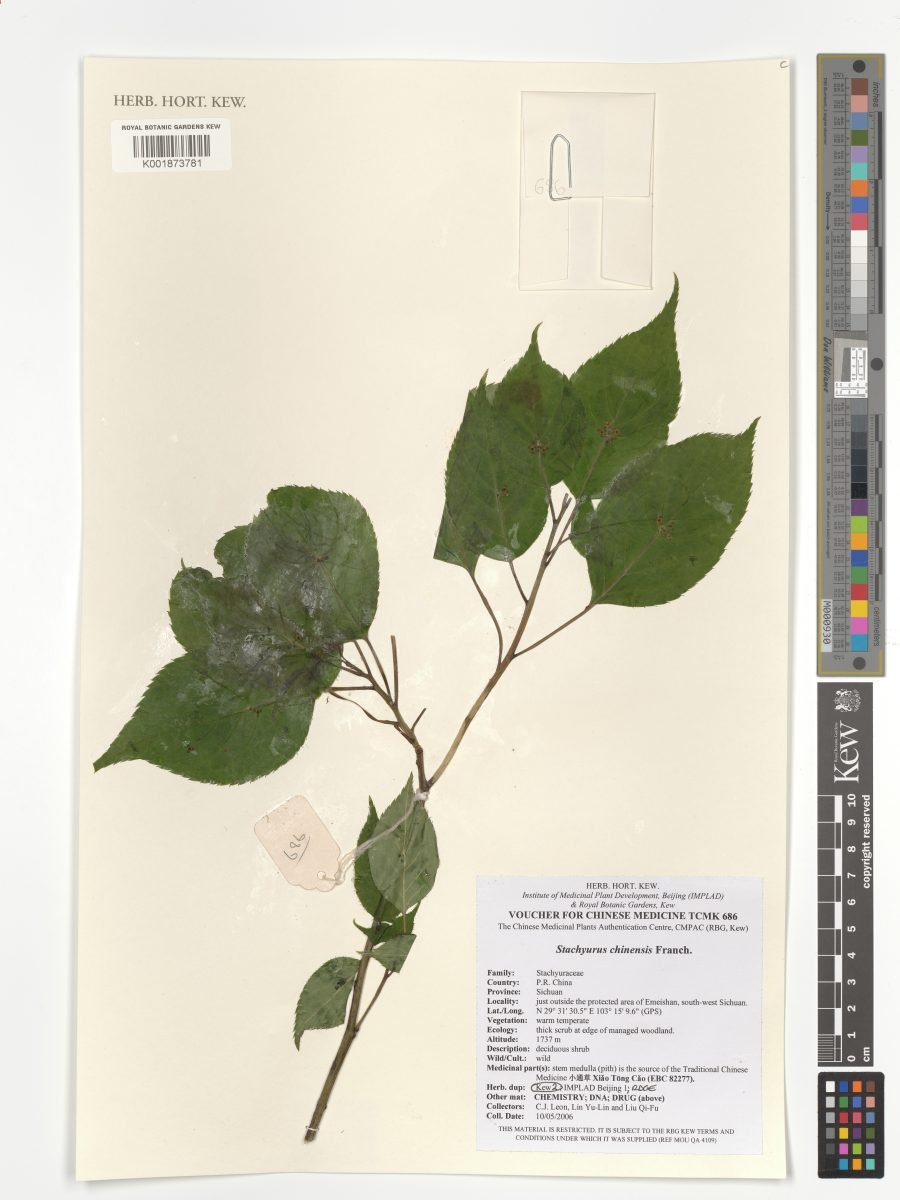 Stachyurus chinensis photograph 6