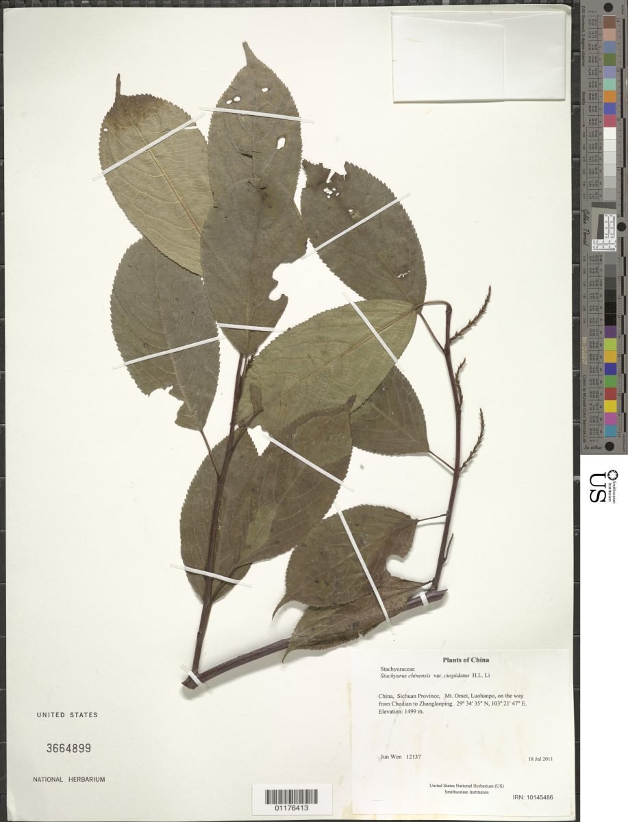 Stachyurus chinensis photograph 3