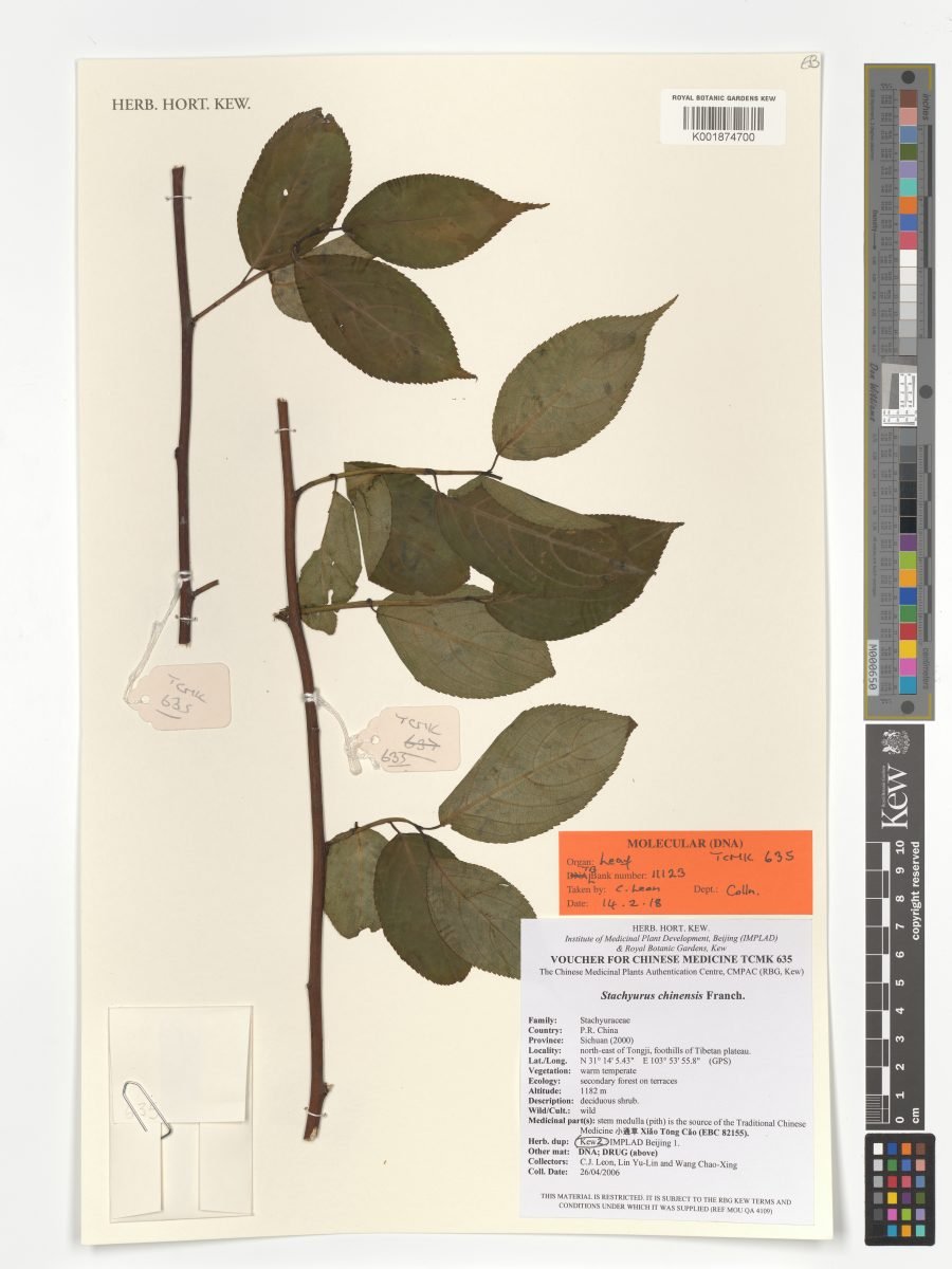 Stachyurus chinensis photograph 5