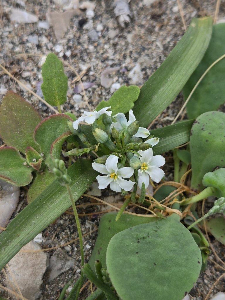 Zephyra compacta