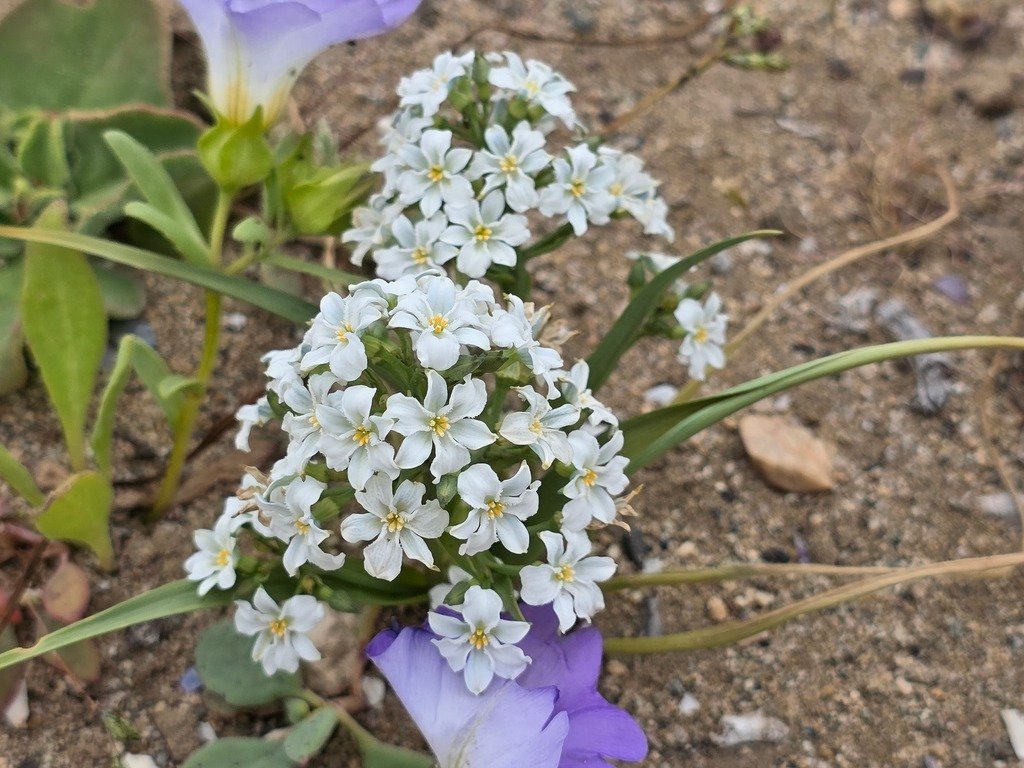 Zephyra compacta photograph 5