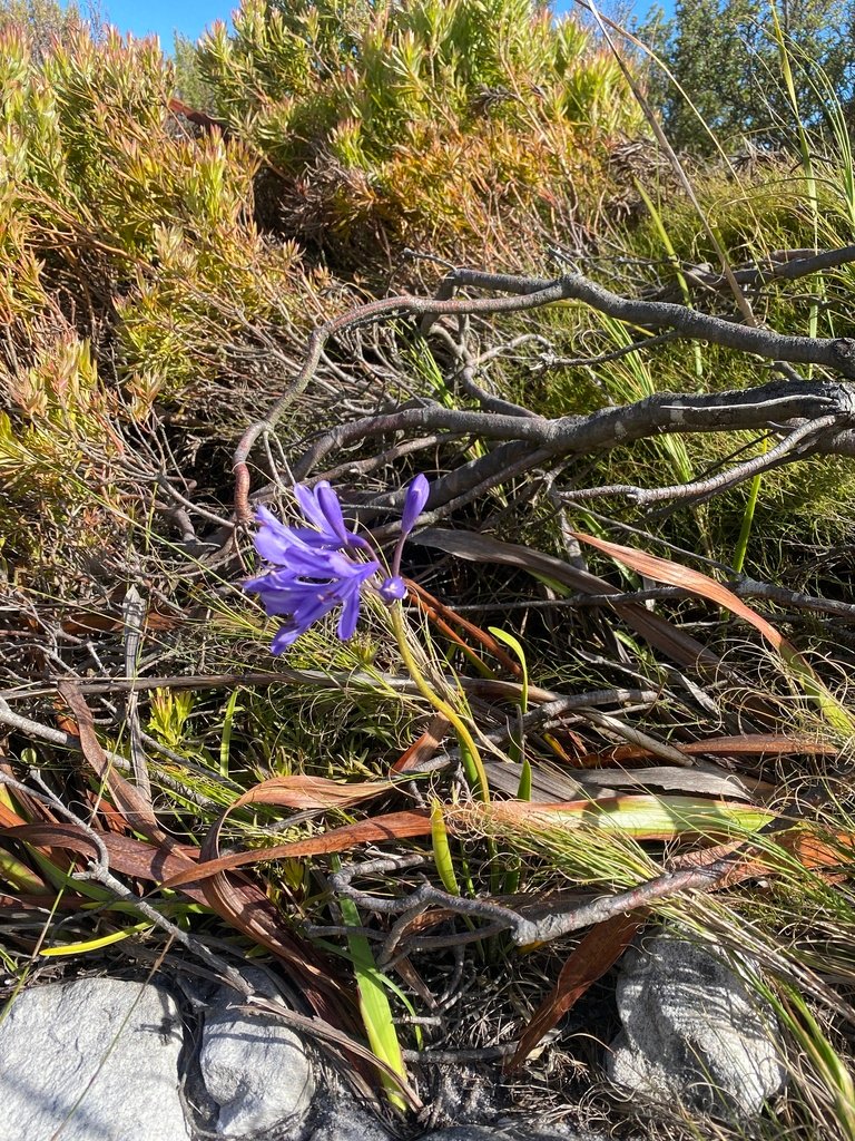 Agapanthus africanus photograph 6