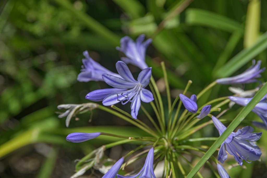Agapanthus africanus photograph 5