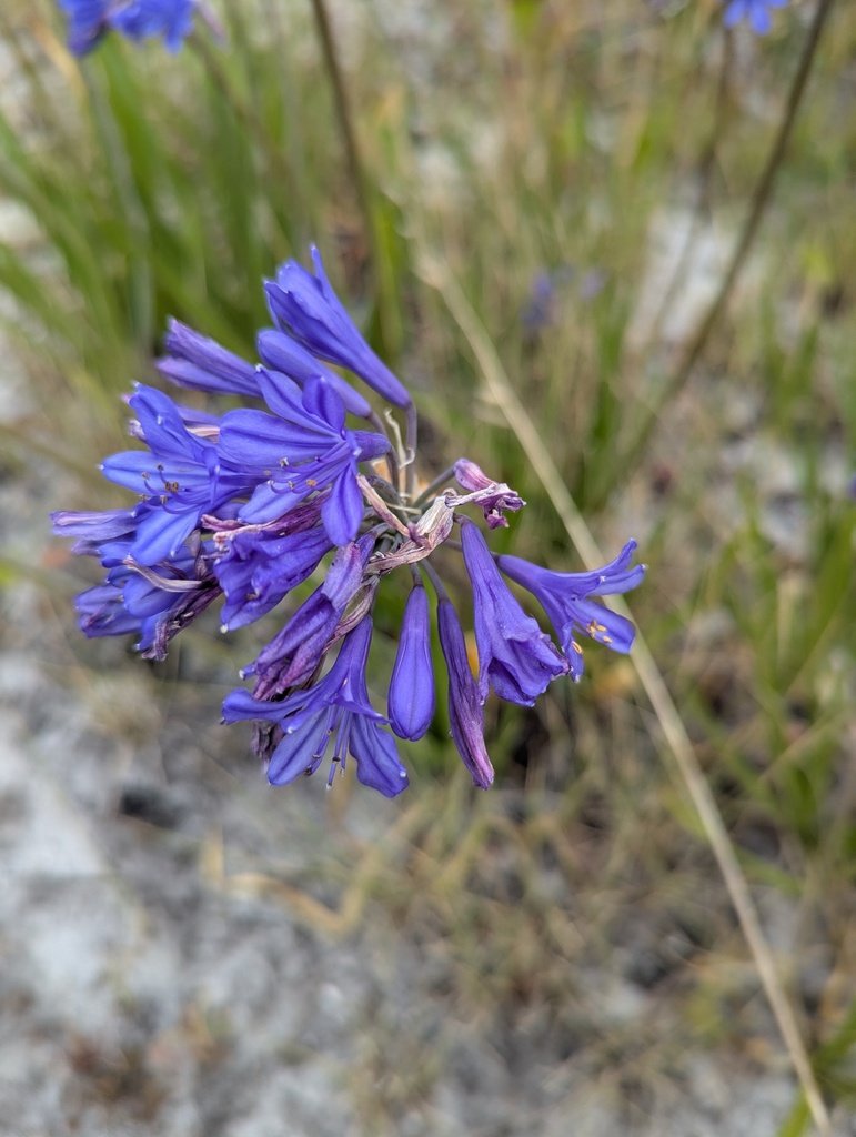 Agapanthus africanus photograph 2