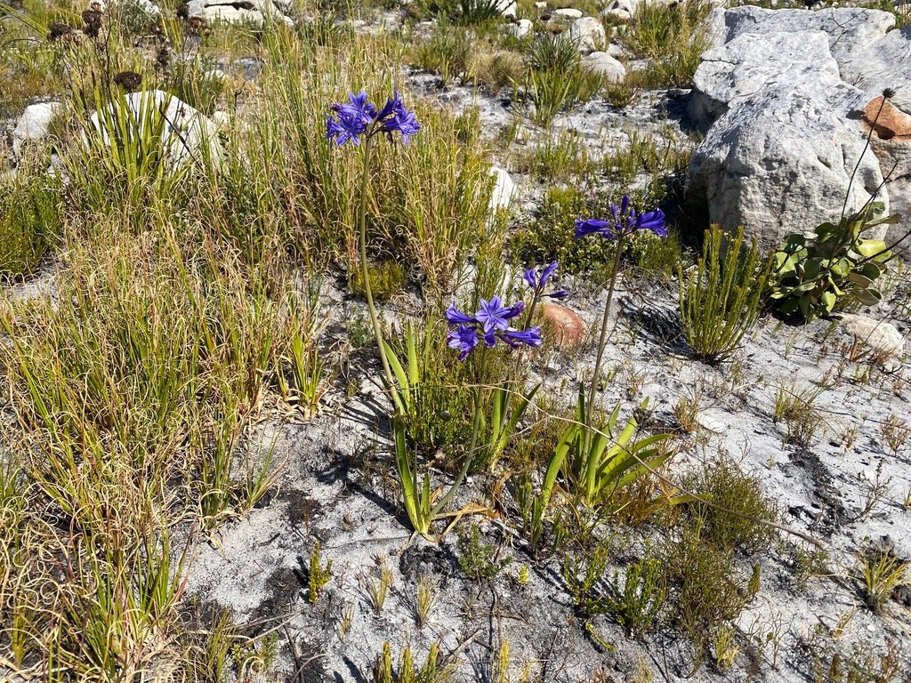 Agapanthus africanus photograph 4