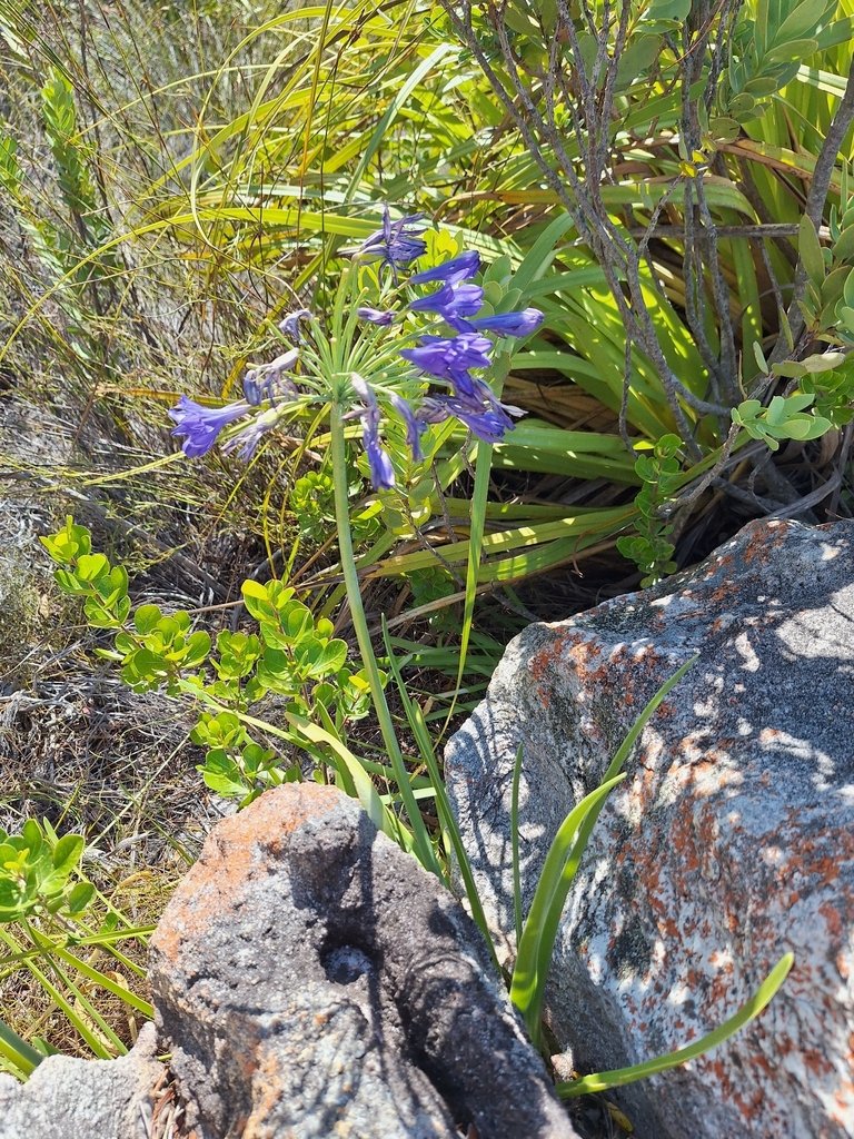 Agapanthus africanus photograph 3