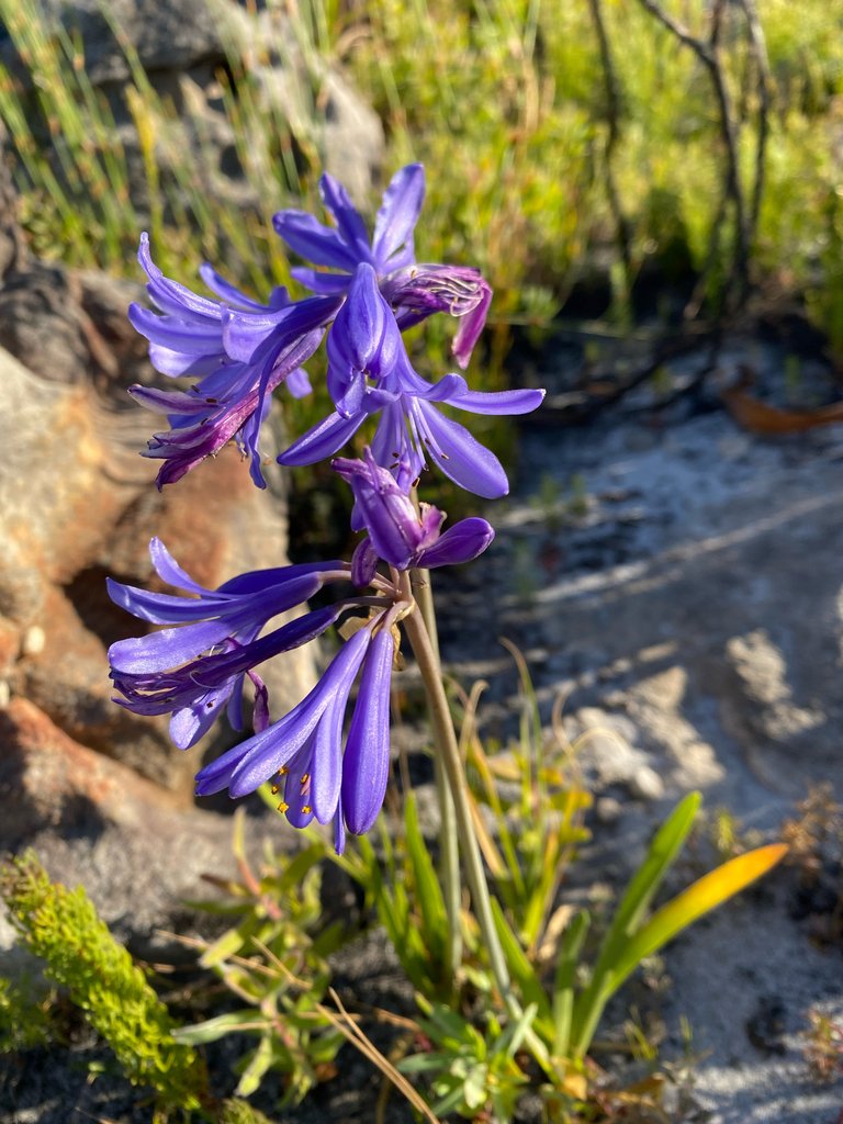 Agapanthus africanus