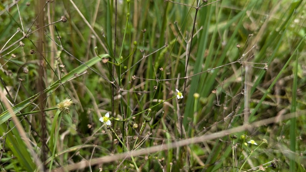 Alisma canaliculatum photograph 5