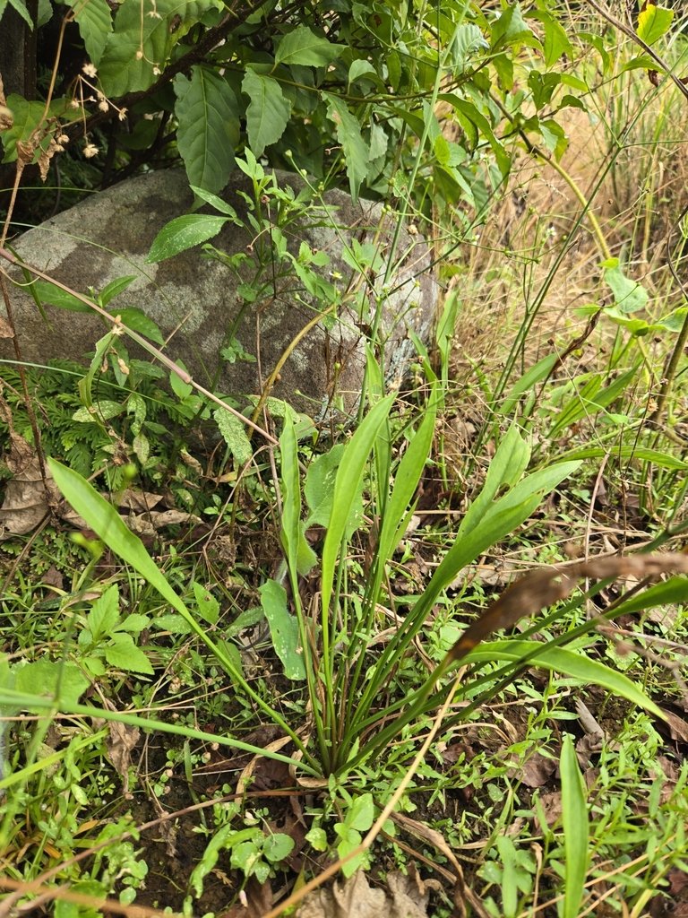 Alisma canaliculatum photograph 2