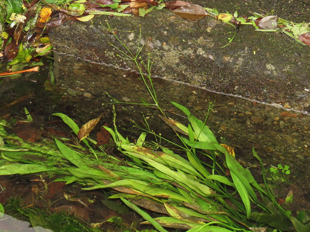 Alisma canaliculatum photograph 3