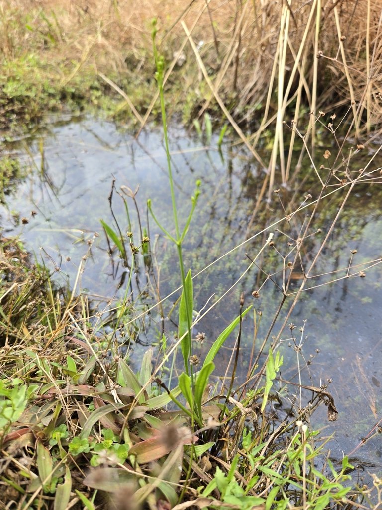 Alisma canaliculatum