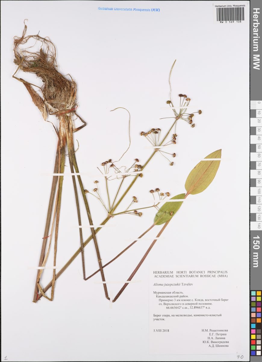 Alisma × juzepczukii photograph 4