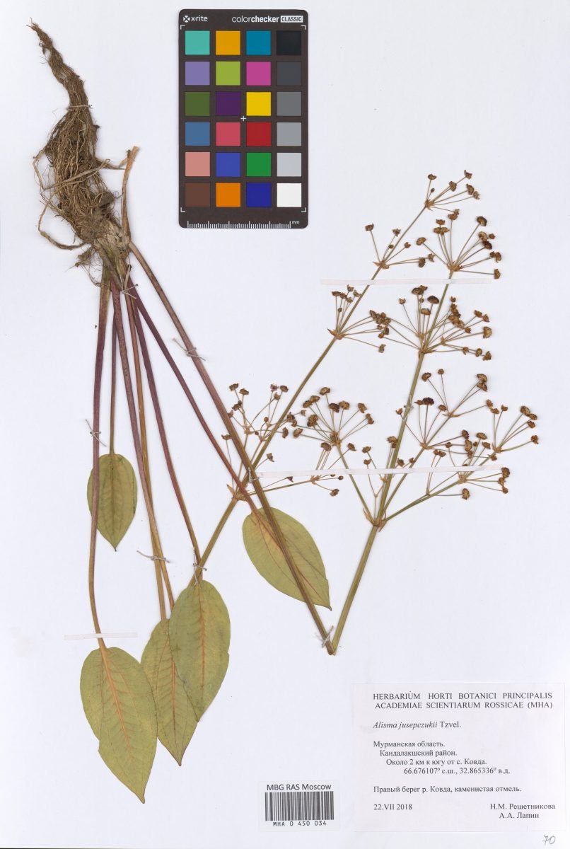 Alisma × juzepczukii photograph 2