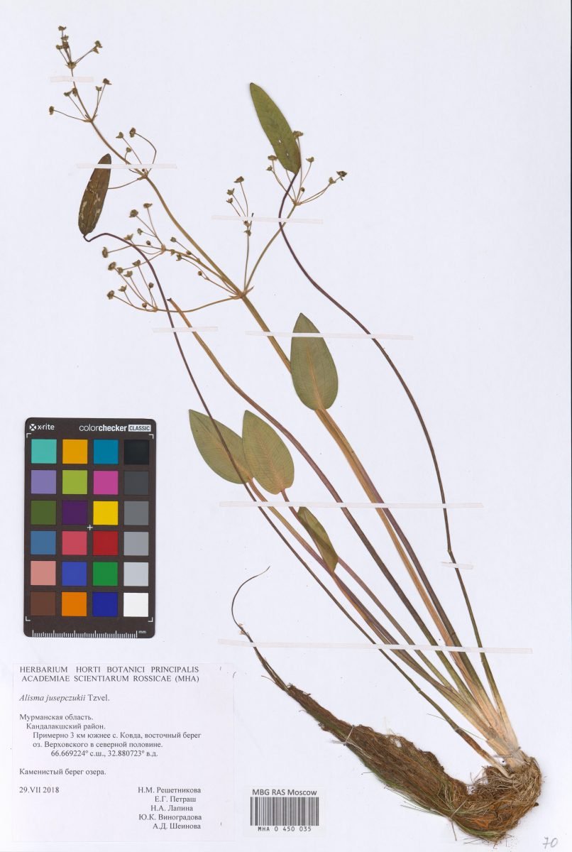 Alisma × juzepczukii photograph 3
