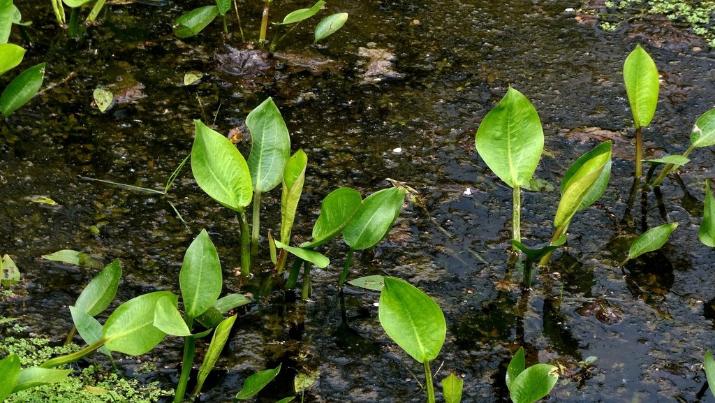Alisma plantago-aquatica photograph 5