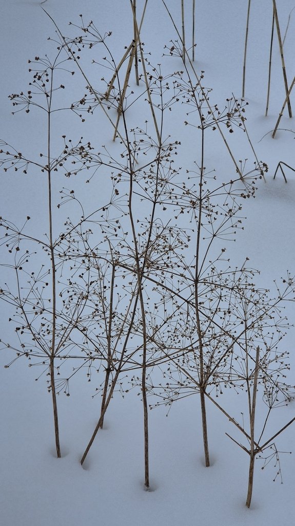 Alisma plantago-aquatica photograph 2