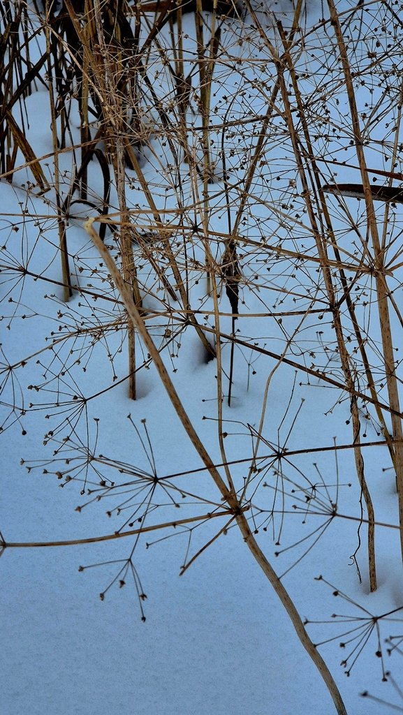 Alisma plantago-aquatica