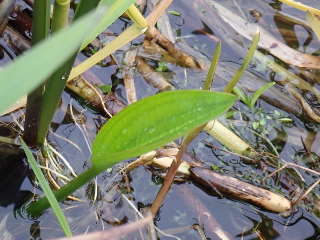 Alisma plantago-aquatica photograph 6