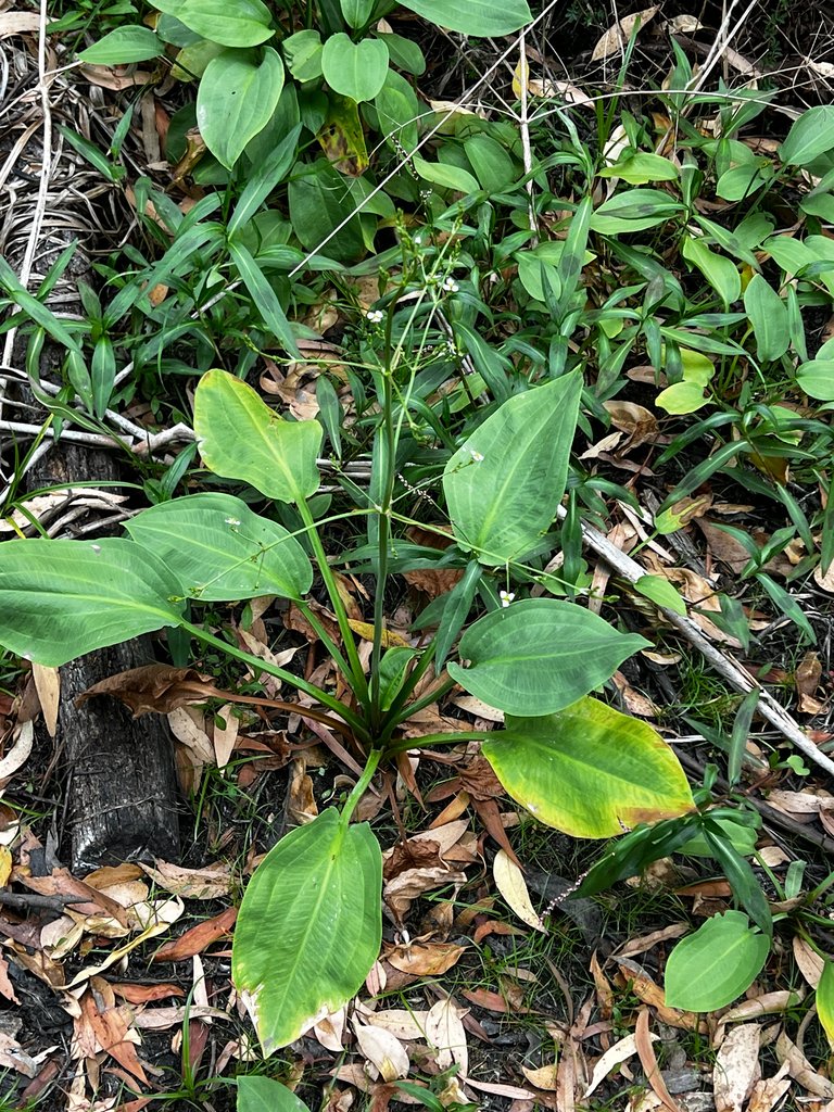 Alisma plantago-aquatica photograph 3