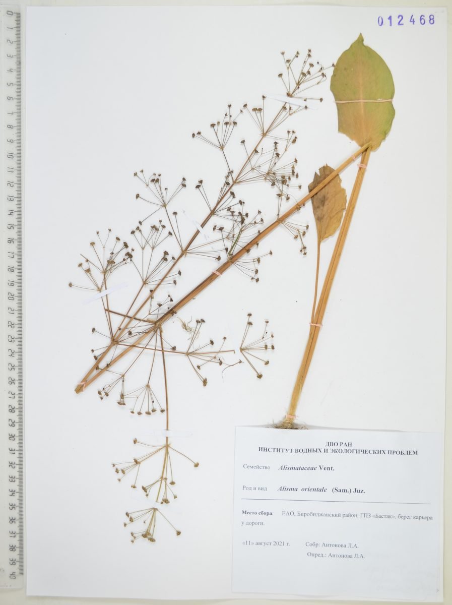 Alisma plantago-aquatica subsp. orientale photograph 5