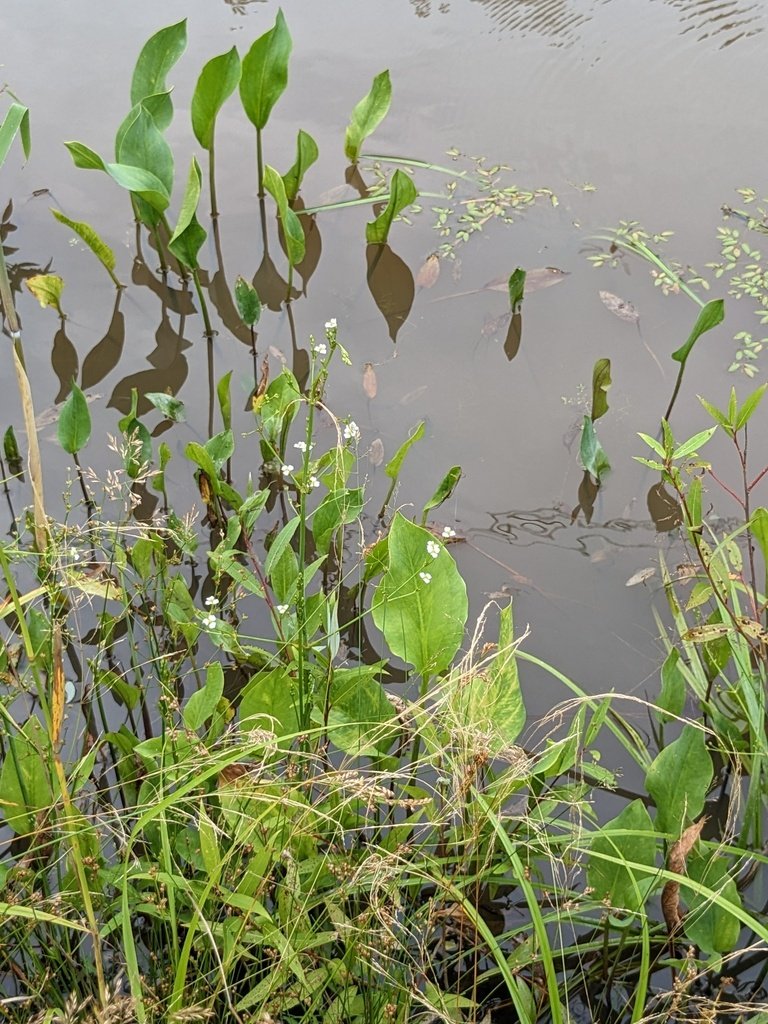 Alisma plantago-aquatica subsp. orientale