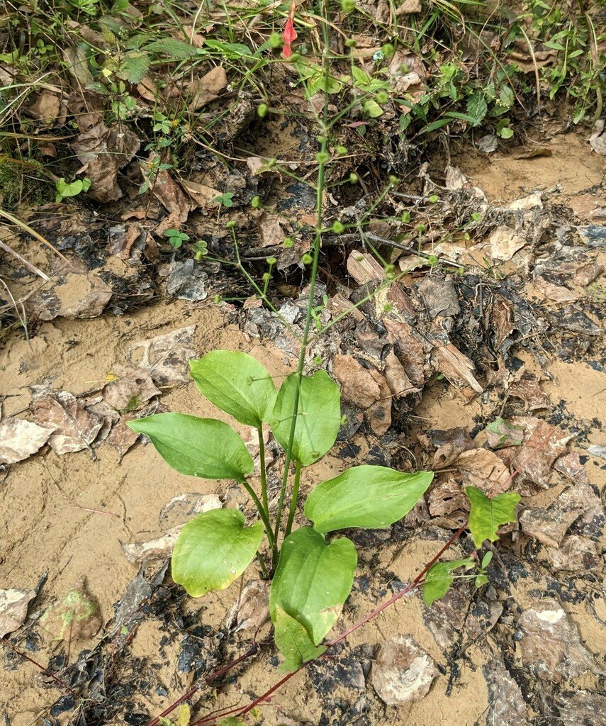 Alisma plantago-aquatica subsp. orientale photograph 2