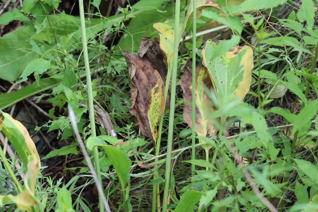 Alisma plantago-aquatica subsp. orientale photograph 3
