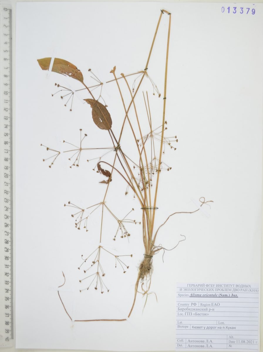 Alisma plantago-aquatica subsp. orientale photograph 4