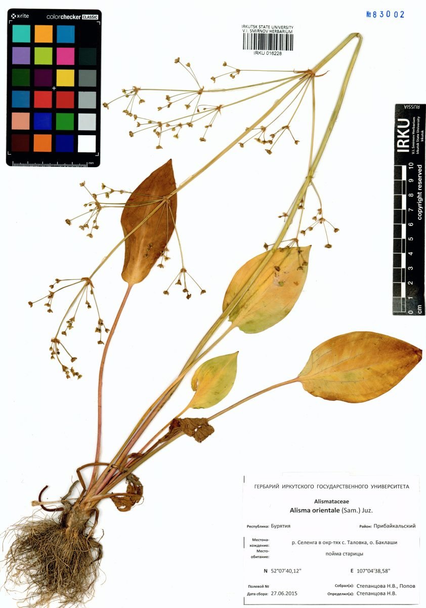Alisma plantago-aquatica subsp. orientale photograph 6