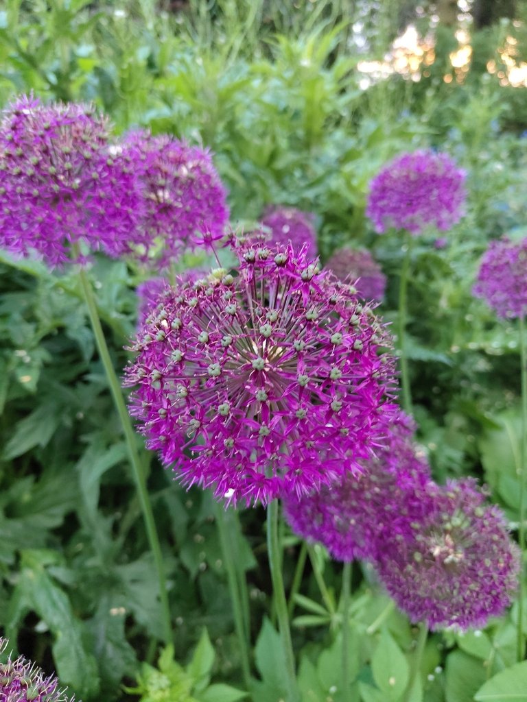 Allium giganteum