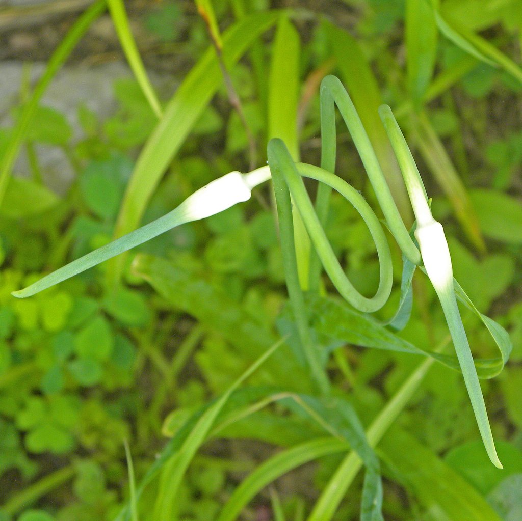 Allium sativum photograph 4