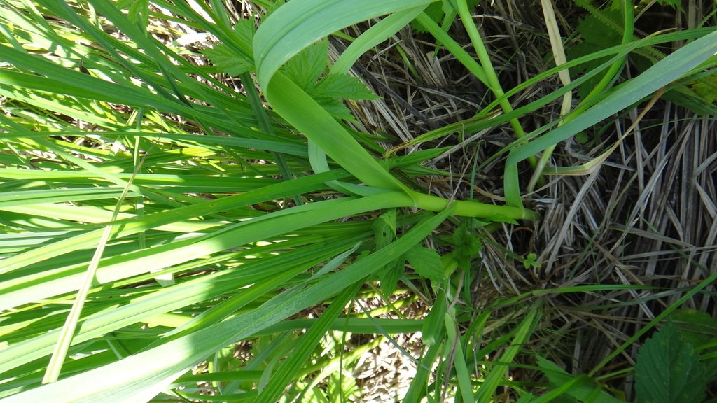 Allium sativum photograph 5