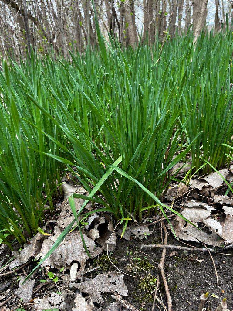 Allium sativum photograph 3