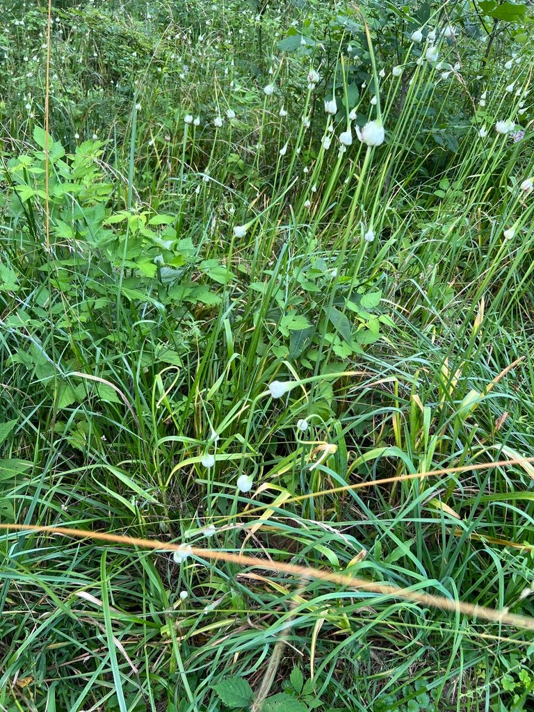 Allium sativum photograph 2
