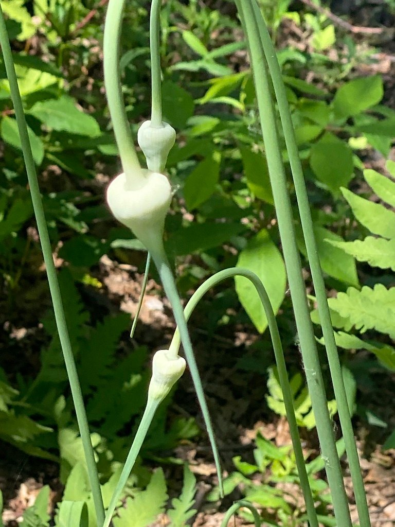 Allium sativum photograph 6