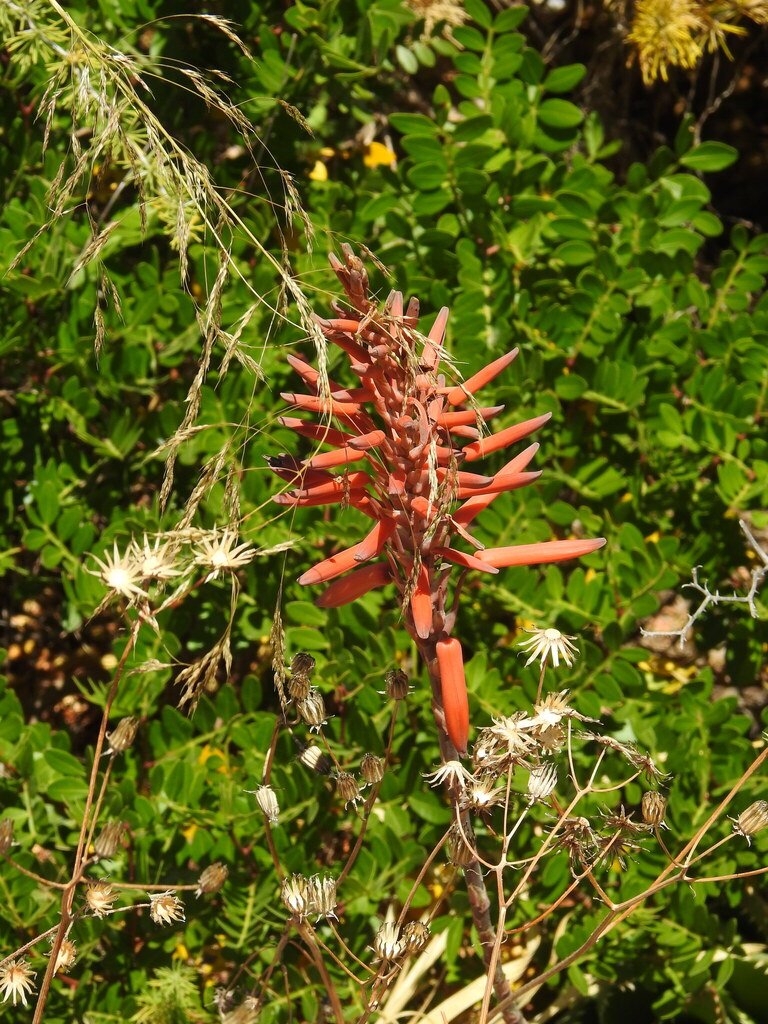 Aloe × nobilis