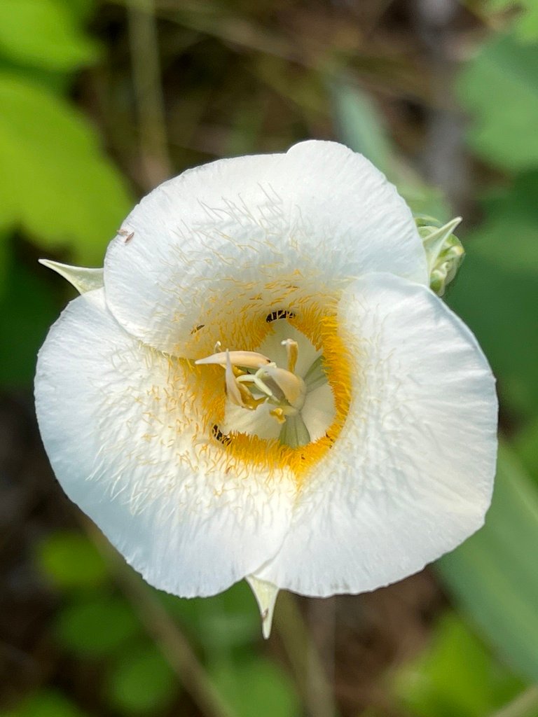 Calochortus apiculatus